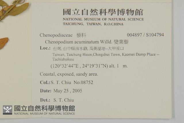 變葉藜藏品圖，第2張