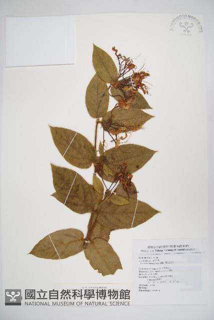 大花忍冬藏品圖，第1張