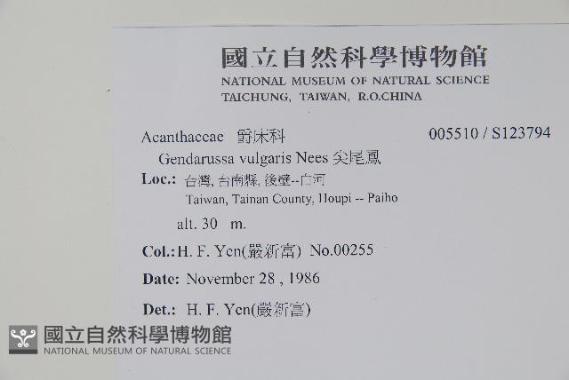 小駁骨丹、尖尾鳳藏品圖，第2張