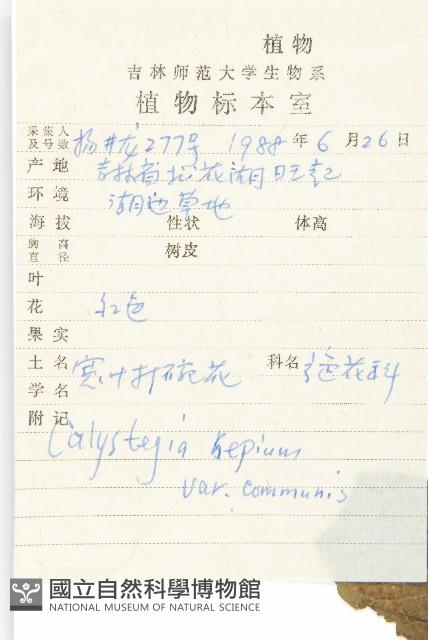 寬葉打碗花藏品圖，第2張