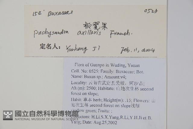 三角咪草藏品圖，第2張