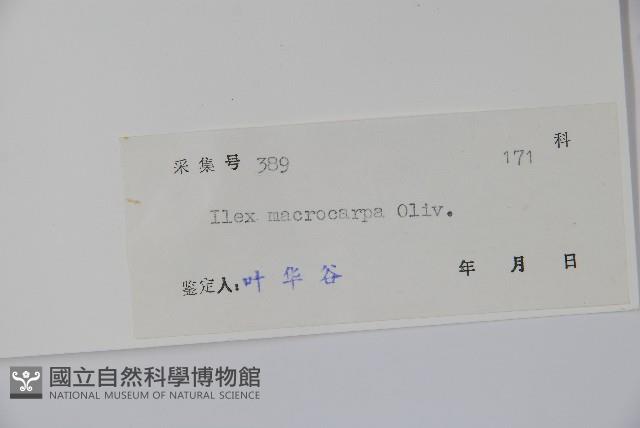 大果冬青藏品圖，第2張