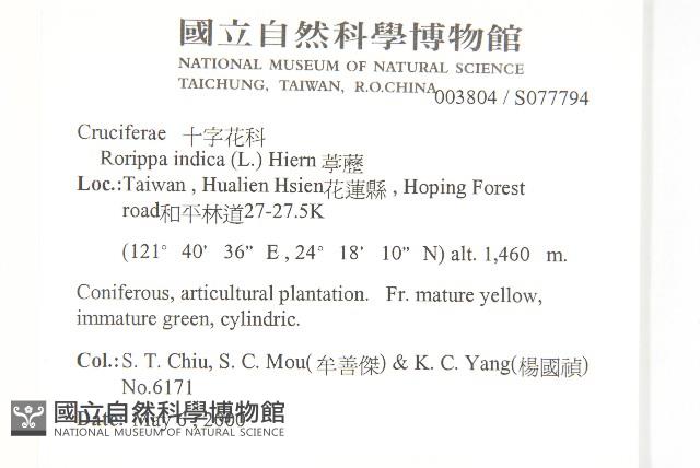 葶藶藏品圖，第2張