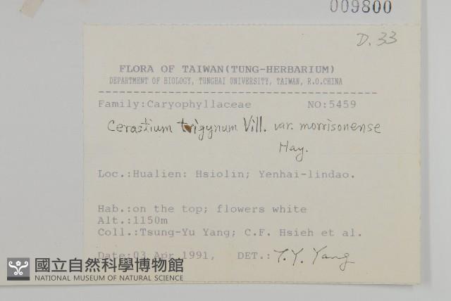 玉山卷耳藏品圖，第2張