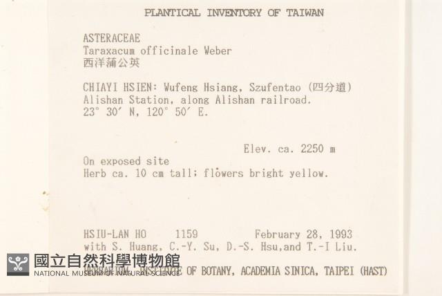 西洋蒲公英藏品圖，第2張