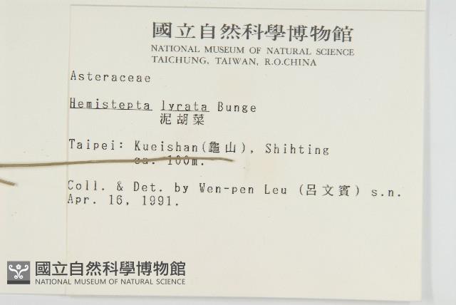 泥胡菜藏品圖，第2張