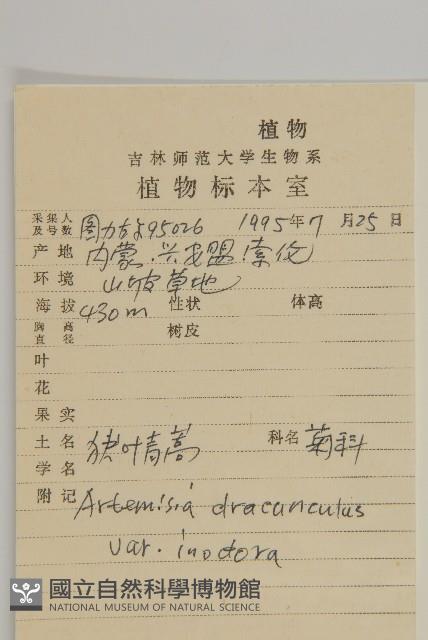 狹葉青蒿藏品圖，第2張