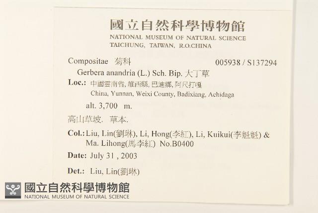 大丁草藏品圖，第2張