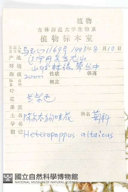 阿爾泰狗哇花藏品圖，第2張