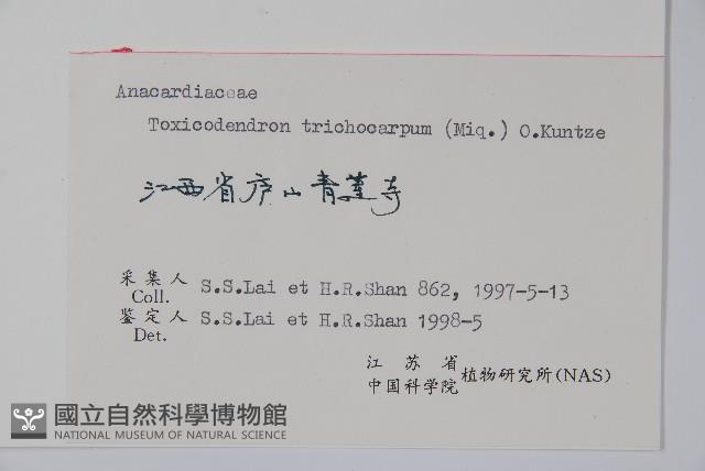 毛漆樹藏品圖，第2張