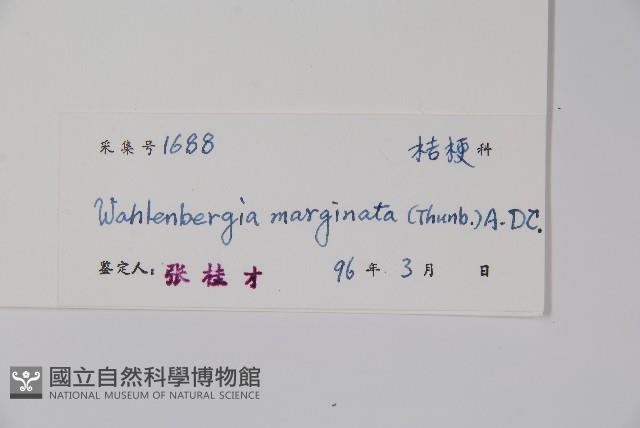 Gentian rockbell Collection Image, Figure 2, Total 2 Figures