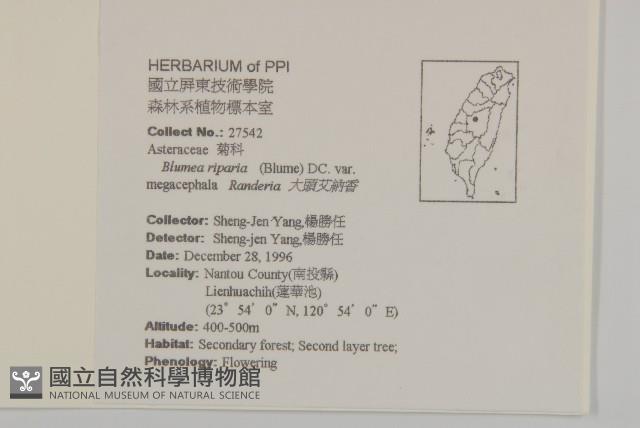 大頭艾納香藏品圖，第2張