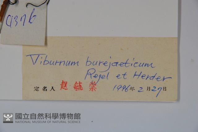 暖條莢迷藏品圖，第2張