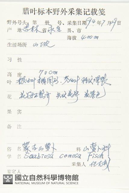 窄葉藍盆花藏品圖，第2張