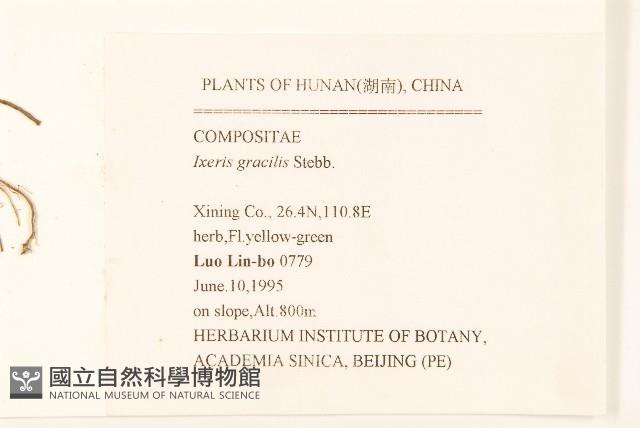 細葉苦實藏品圖，第2張