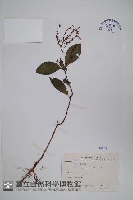 針刺草藏品圖，第1張