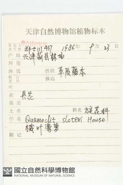 槭葉蔦蘿藏品圖，第2張