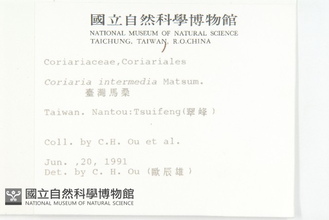 臺灣馬桑藏品圖，第2張