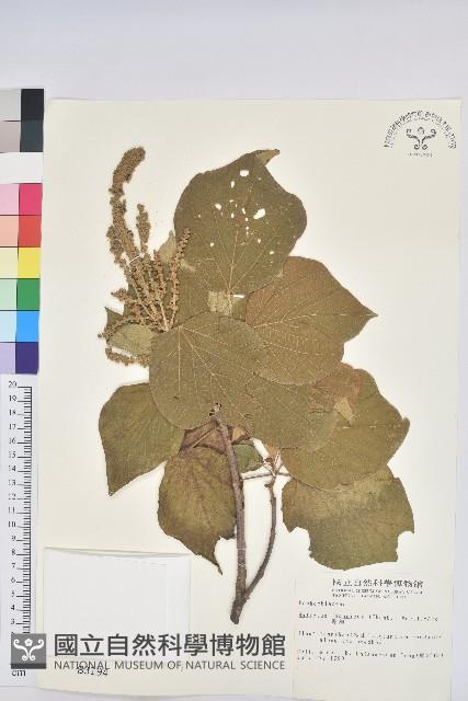 野桐藏品圖，第1張