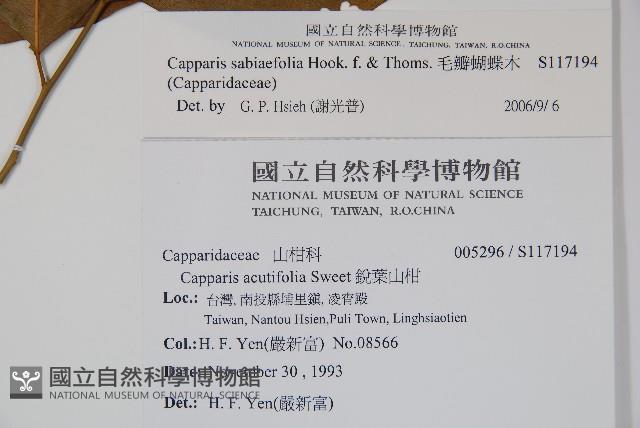 Accession Number:S117194 Collection Image, Figure 2, Total 2 Figures