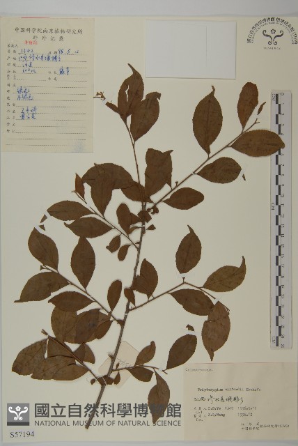 雷公藤藏品圖，第1張