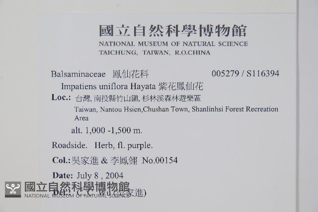 紫花鳳仙花藏品圖，第2張