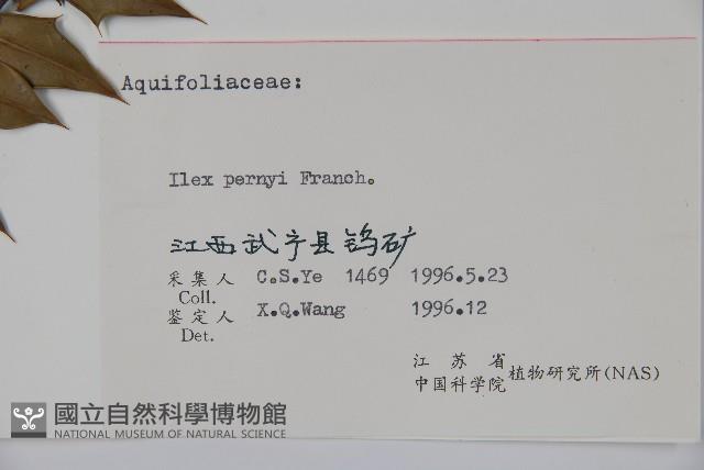 貓兒刺藏品圖，第2張