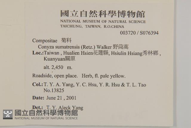 野茼蒿藏品圖，第2張