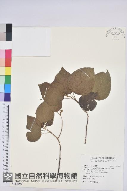 扛香藤藏品圖，第1張