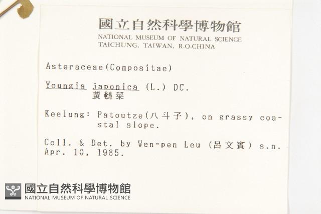 黃鵪菜藏品圖，第2張