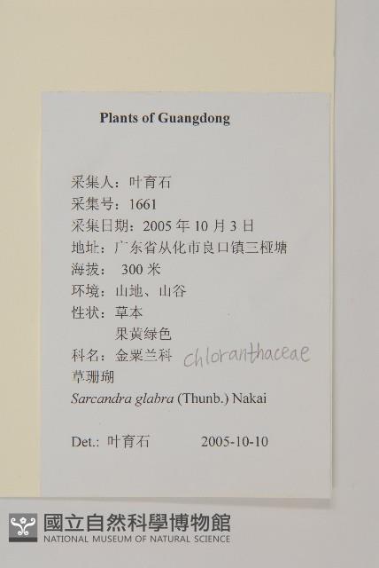 草珊瑚、紅果金粟蘭藏品圖，第2張