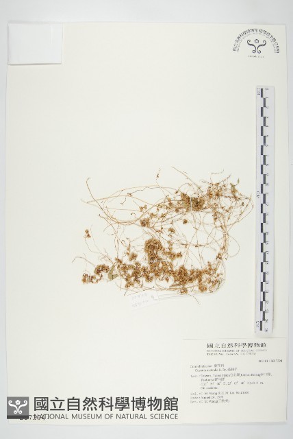 菟絲子藏品圖，第1張