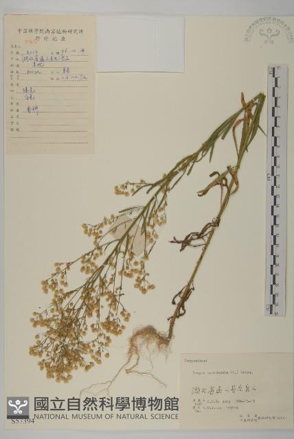 加拿大蓬藏品圖，第1張