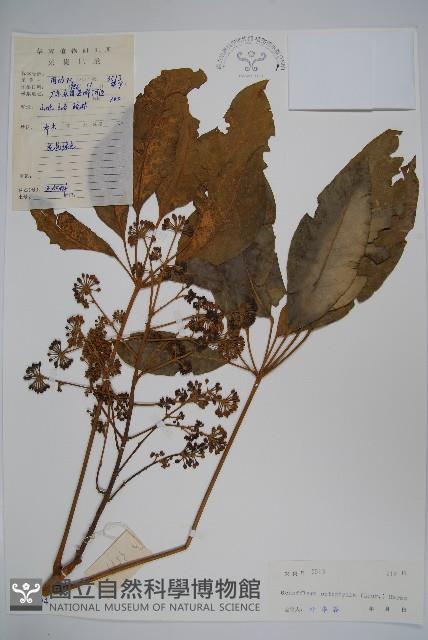 鵝掌柴、江某、鴨腳樹藏品圖，第1張