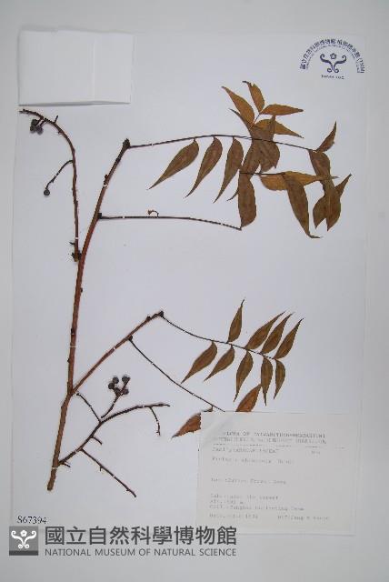 黃連木、爛心木藏品圖，第1張