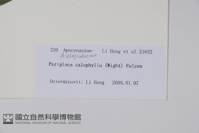 青蛇藤藏品圖，第2張