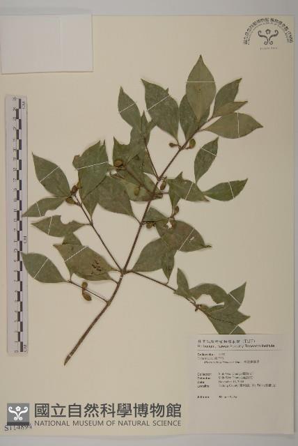 福建賽衛矛、福建假衛矛藏品圖，第1張