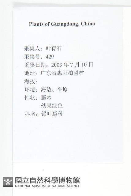 錫葉藤藏品圖，第2張