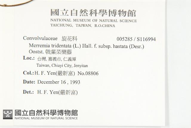 戟葉菜欒藤藏品圖，第2張