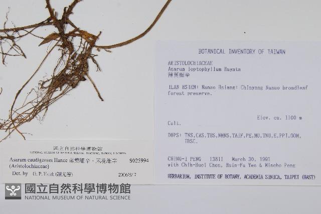 薄葉細辛、尾花細辛藏品圖，第2張