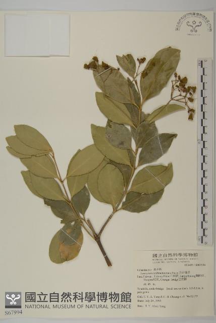 交趾衛矛藏品圖，第1張