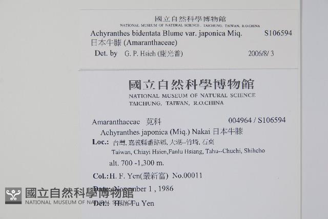 日本牛膝藏品圖，第2張