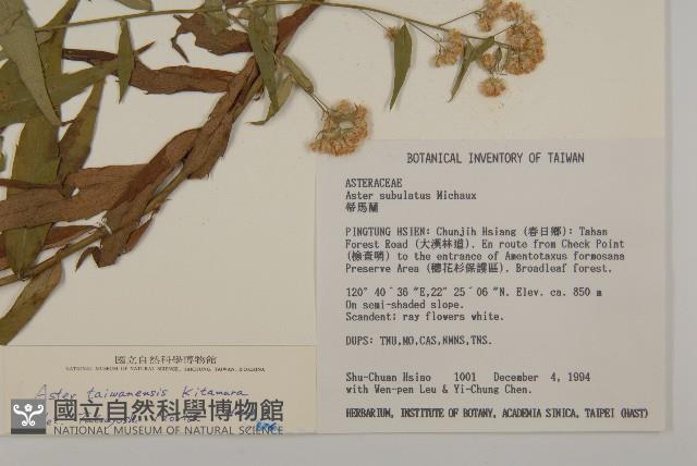 臺灣馬蘭藏品圖，第2張