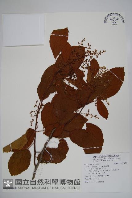 厚殼樹藏品圖，第1張