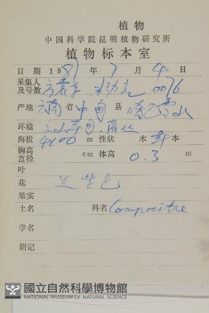 柔軟紫菀藏品圖，第2張