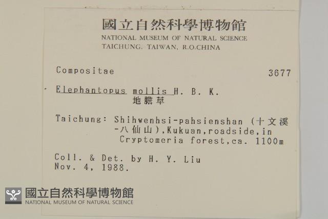 地膽草、毛蓮菜藏品圖，第2張