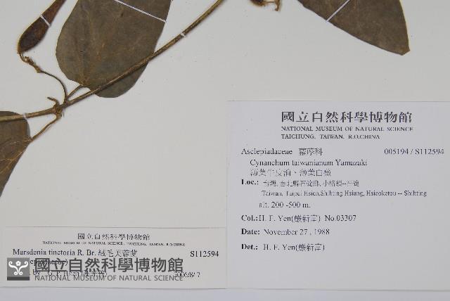 絨毛芙蓉蘭藏品圖，第2張