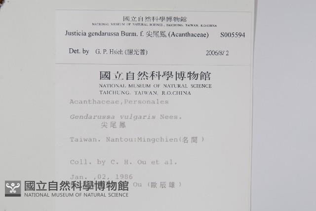 尖尾鳳藏品圖，第2張