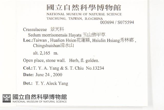 玉山佛甲草藏品圖，第2張