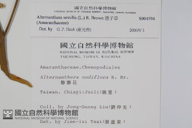 蓮子草藏品圖，第2張